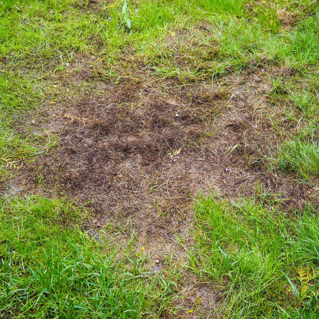 moss killer
