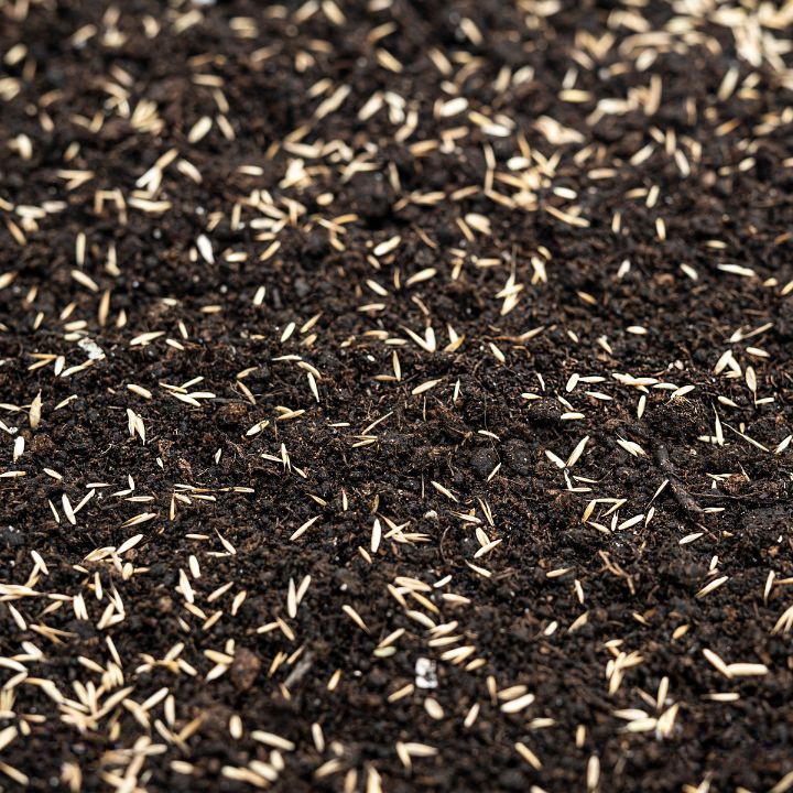 top soil seed