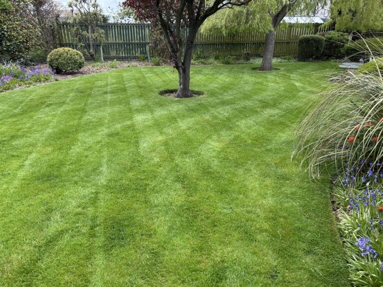 Professional lawn treatment results on a mature garden lawn in Arbroath