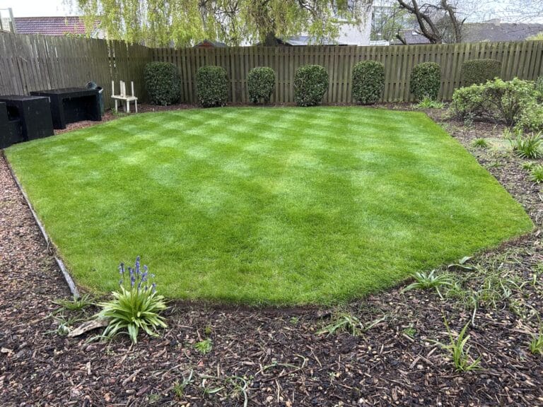 Well-maintained family lawn in Arbroath showing thick healthy grass growth