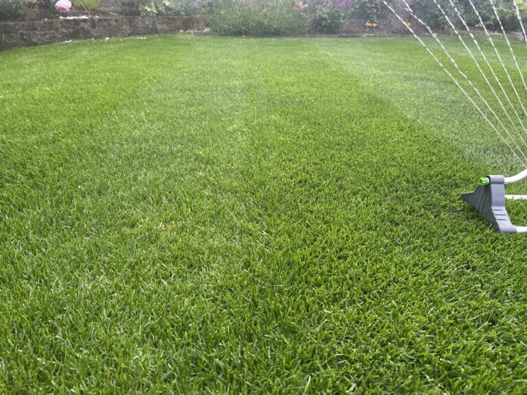 Thick lush lawn in Arbroath, treated by Emerald Green Lawn Care