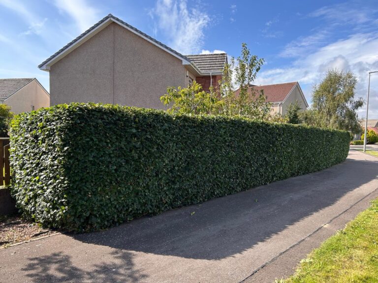 beech hedge montrose after