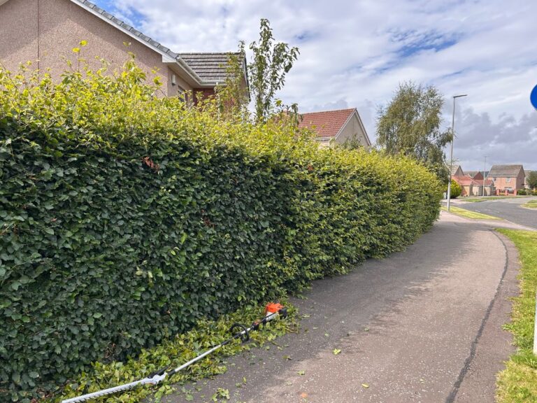 beech hedge montrose before