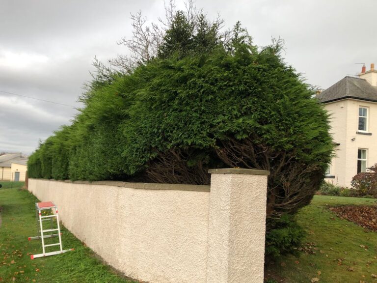hedge reduction arbroath before