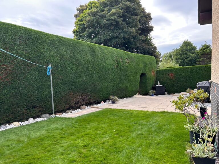 leylandii hedge carnoustie after