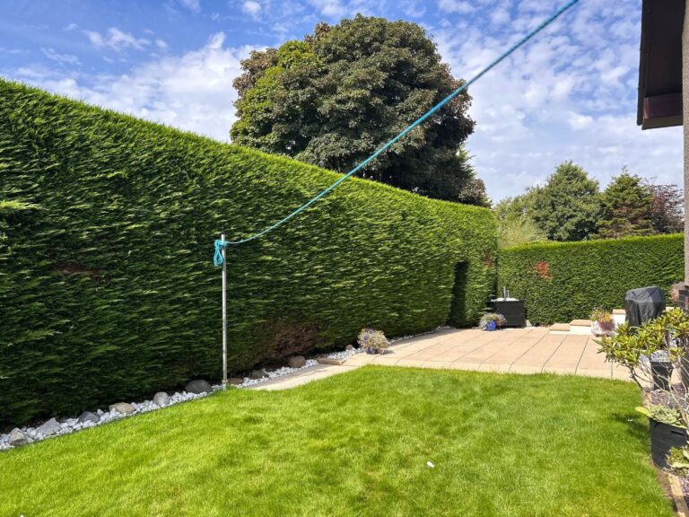 leylandii hedge carnoustie before