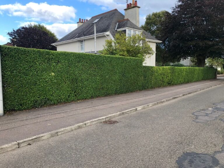 privet hedge arbroath after